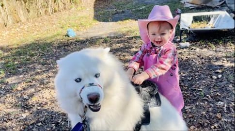 Husky Pretends to be a Pony for Baby Cowgirl