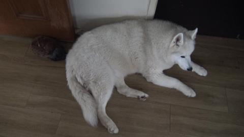 Human cold, Guinea Pigs cold, fire on and hot Husky