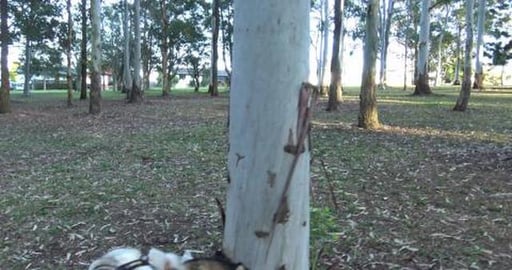 Do huskies play Frizbie Golf at Black Gully
