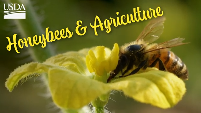 Honey bee thieves threaten CA almond crops. A bee detective hunts the ...