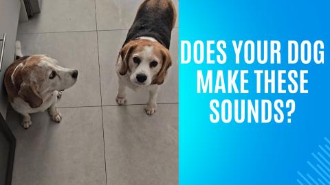 Does Your Dogs Make These Sounds? (Funny & Relatable!)