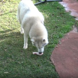 Husky & Malamute snack attack