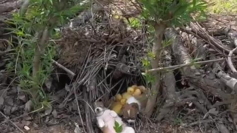 Dog playing with ducklings is so cute!
