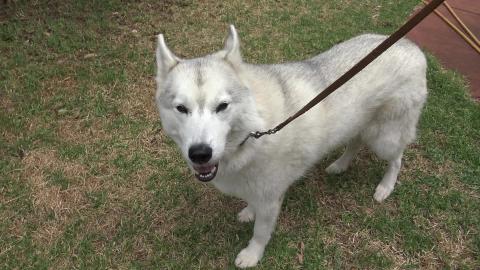 Let it snow, let it snow, let it snow Husky snow in Austr...