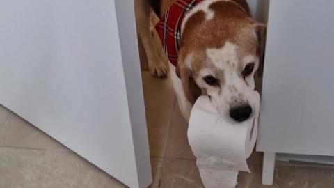 Dog Saves the Day! Brings Owner Toilet Paper When They Ne...