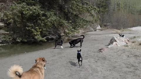 Police Pup Carl’s Beach Patrol!
