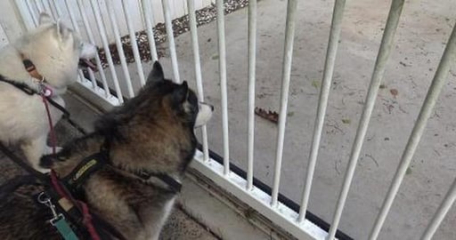 Saying hello to Husky & Golden Retriever friends & found ...