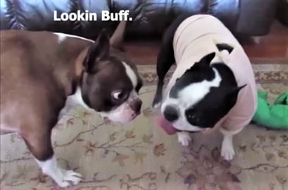 Hilarious Boston Terrier Dog Is Not Happy!