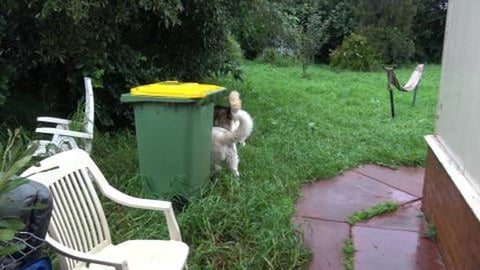 Even if it's raining we still need to check the yard