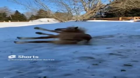 horses having a good time