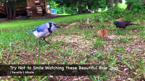 Try Not to Smile Watching these Beautiful Blue Jays Eatin...