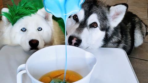 Malamute & Husky Help Cook Green Eggs & Ham!