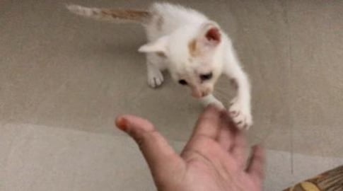 MY TIMMY CAT LOVELY MOVEMENTS - Part 1