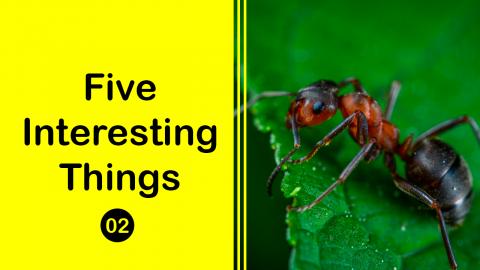 Indian Jumping Ant Shrink Its Brain | Five Interesting Th...