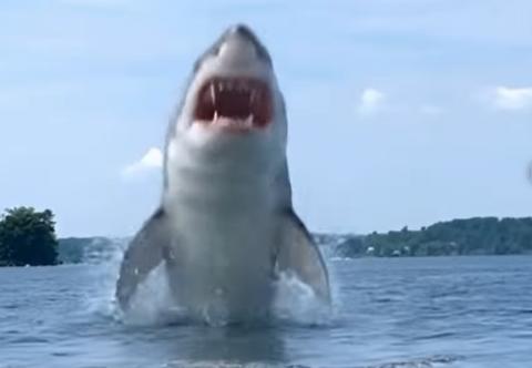 Great White Shark on the St Lawrence Seaway 
