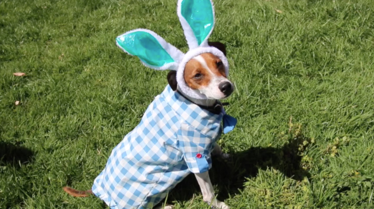 Dogs dressed in Easter parade in Cayucos San Luis Obispo Tribune