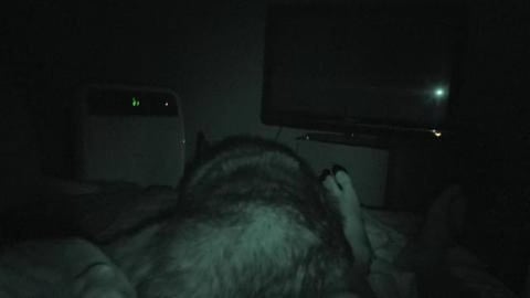 Sweet dreams Malamute Wolf & Husky Tikaani