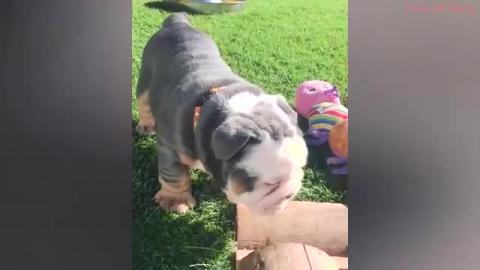 Try Not To Laugh - At This Super Funny Dogs Video Compila...