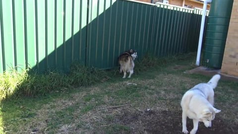 New shed build date set & I steal husky pool water
