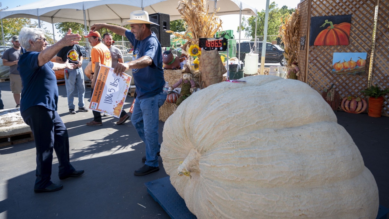 1,886 pound pumpkin wins the Elk Grove Giant Pumpkin Festival