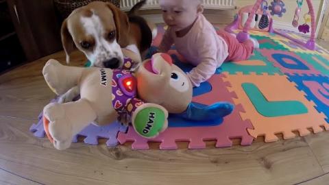 Dog and Baby Plays With Toy