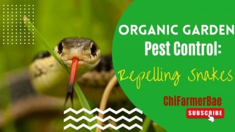 How to Repel Snakes In A Garden | Organic Pest Control in...