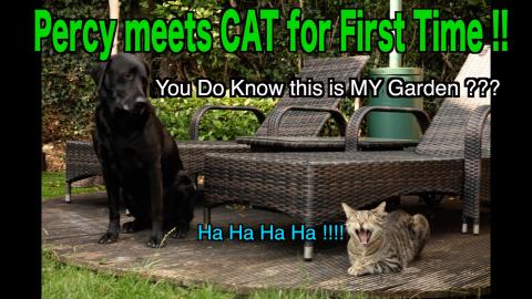 A Cat Visits our Black Labrador - 1st time Labrador has m...
