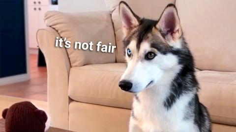 Treats VS Toys - Huskies react to receiving different gif...