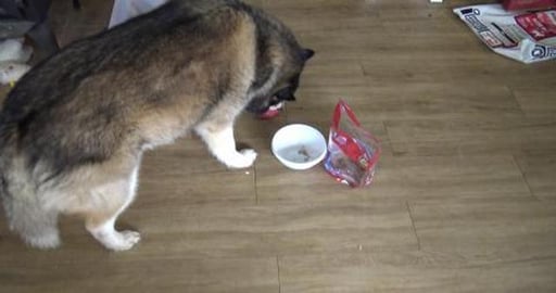 Chicken for the dogs & Aunt Clare's curry for daddy