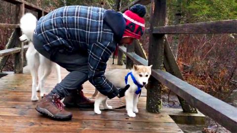 Siberian Husky Puppy | Funny Puppy Video 