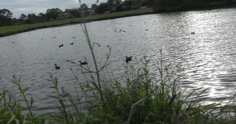 Noisy waterbirds and mum, dad and 5 little ones