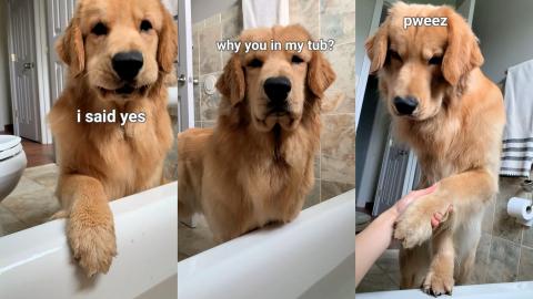 Dog Follows Me Into Bathroom