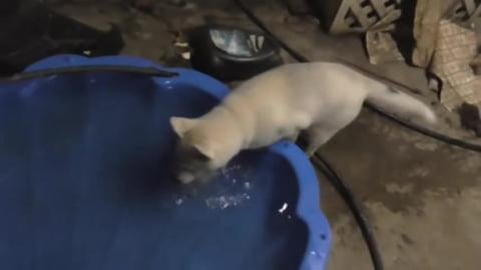Puppy Husky in her pool and sit training