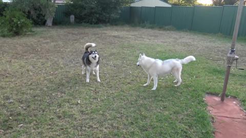 Husky play time & paddling in pool