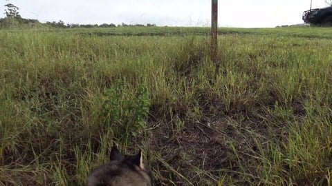 Husky wants turkey for breakfast, then sees a hare