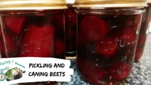 Pickling and Canning Beets