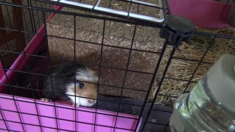 Baby Guinea Pigs warm inside with Husky watchdog