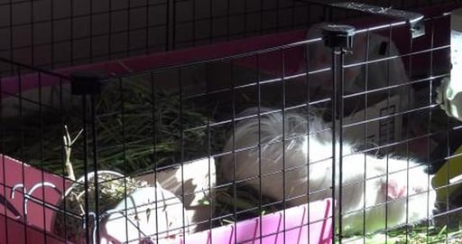 Guinea Pig sisters have an argument