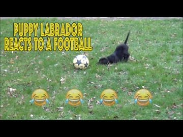 Our Puppy Percy the Black Labrador Retriever reacts to hi...