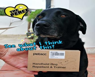Percy the Labrador Reviews the Ultrasonic Dog Trainer by ...