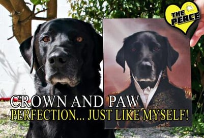 Our Dog Percy the Labrador Tries out Crown & Paw Custom D...