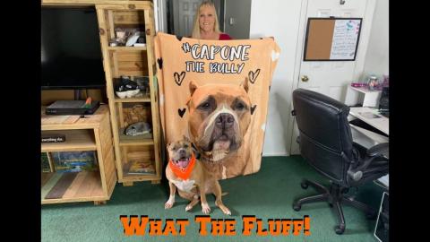 My Dog VS What The Fluff Challenge