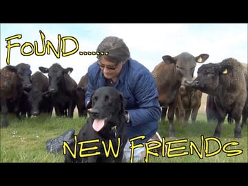 Our Dog Percy the Black Labrador Retriever reacts to meet...