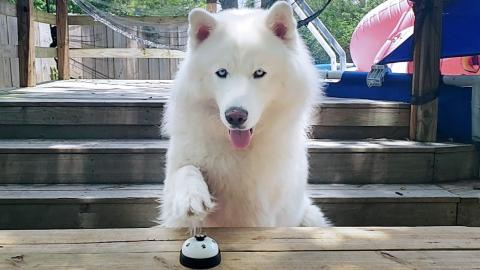Teaching My Husky How To Ring The Bell Get The Treat