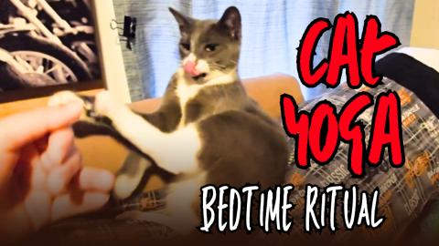 Cat Tries To Sleep 