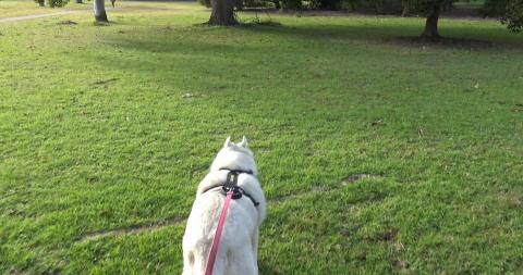 Long walk for a hurt Husky but she is determined