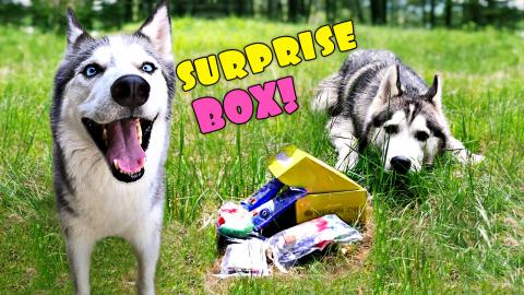 Huskies Get a Surprise Box! | Funny Dogs Video 