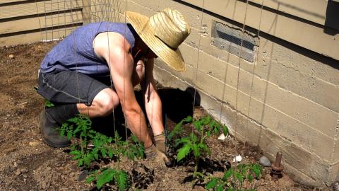 Planting Corn and Tomatoes