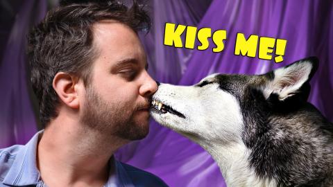 Reaction of My Huskies when I'm Trying To Kiss Them | Fun...