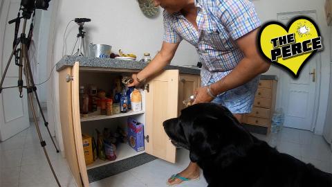 Our Dog Percy the Labrador is cooking Honey Flapjacks